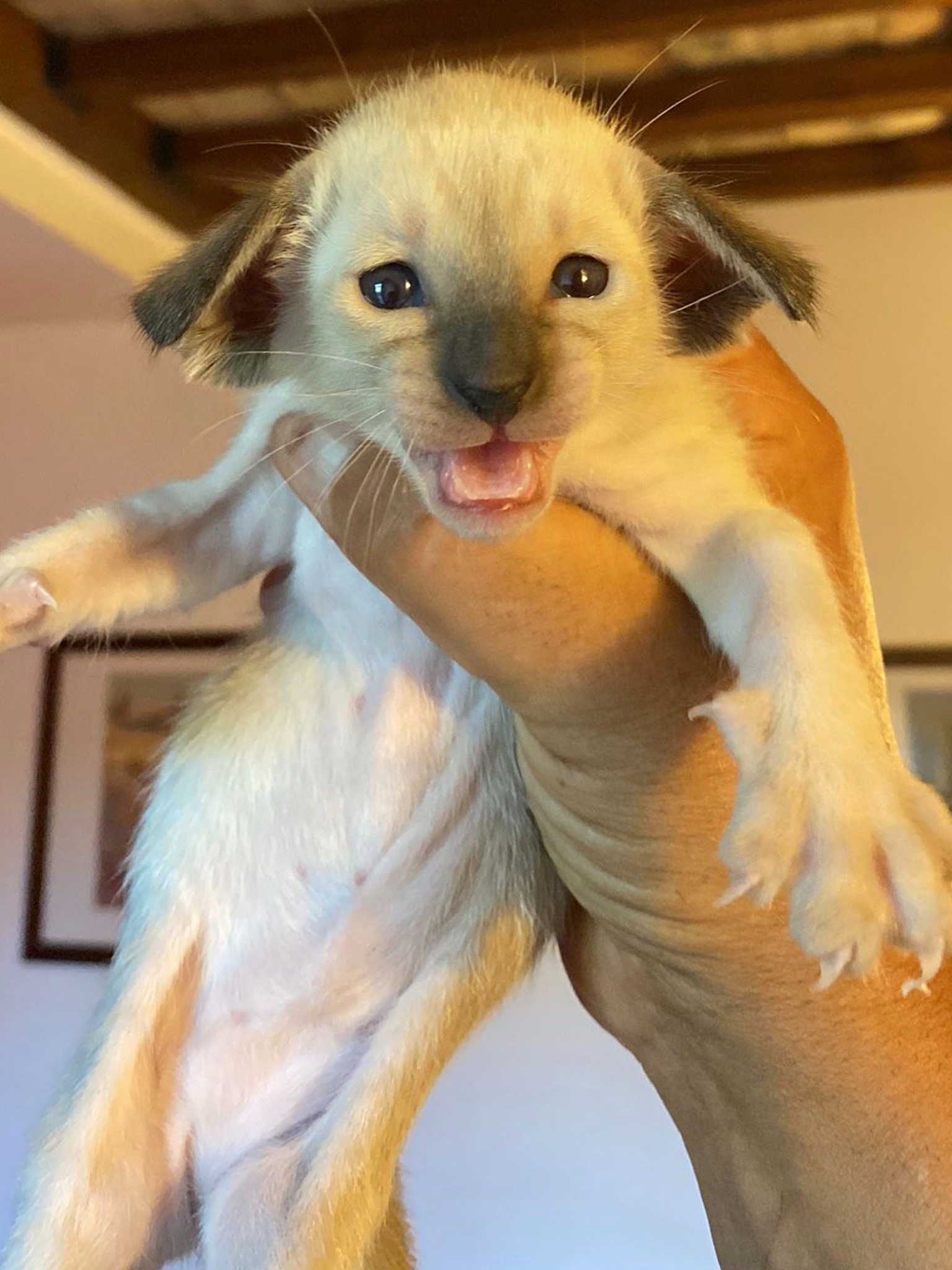 Oriental Express — Siamese e Orientale
